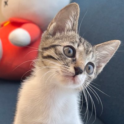 つゆちゃんの飼い主