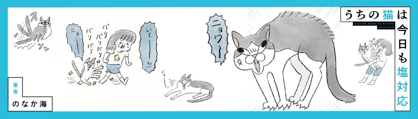 うちの猫は今日も塩対応