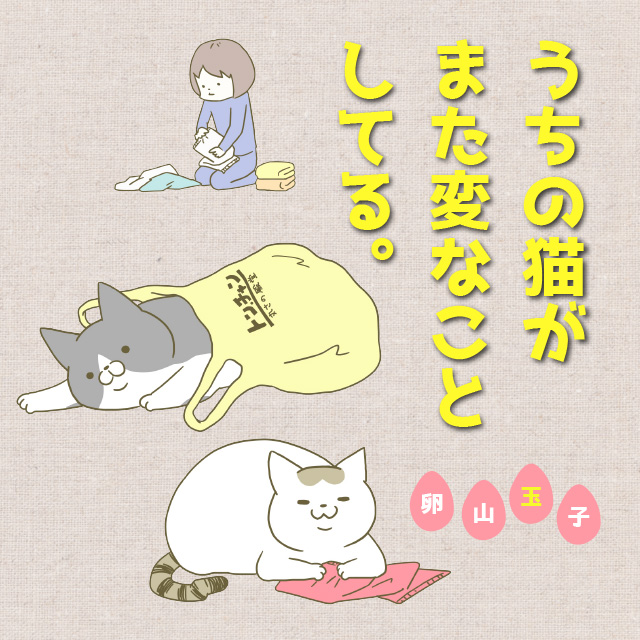 うちの猫がまた変なことしてる。