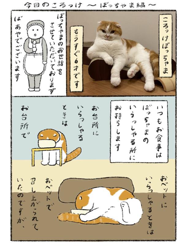 第6回 猫コミック新人賞 結果発表 | 重要なお知らせ | ニュース