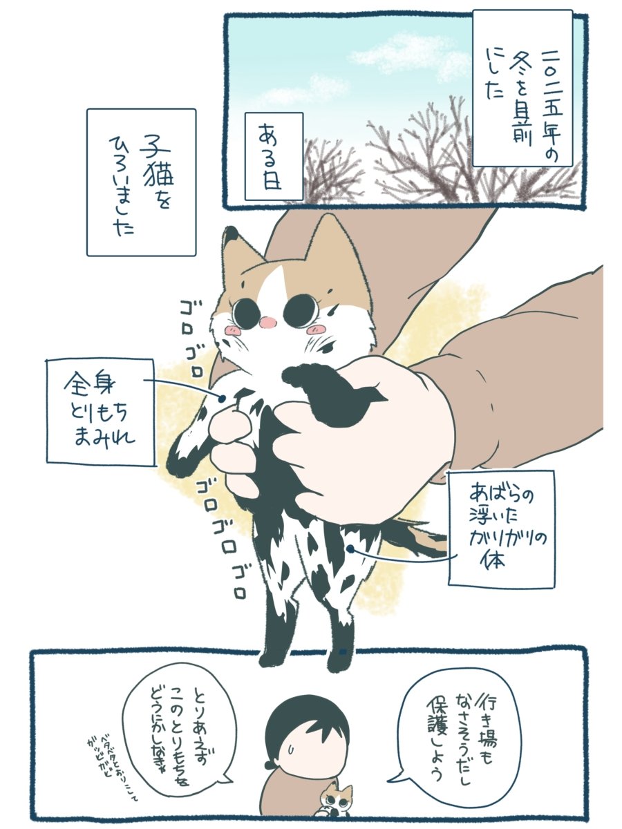 第8回猫コミック新人賞開催のお知らせ | お知らせ | ニュース